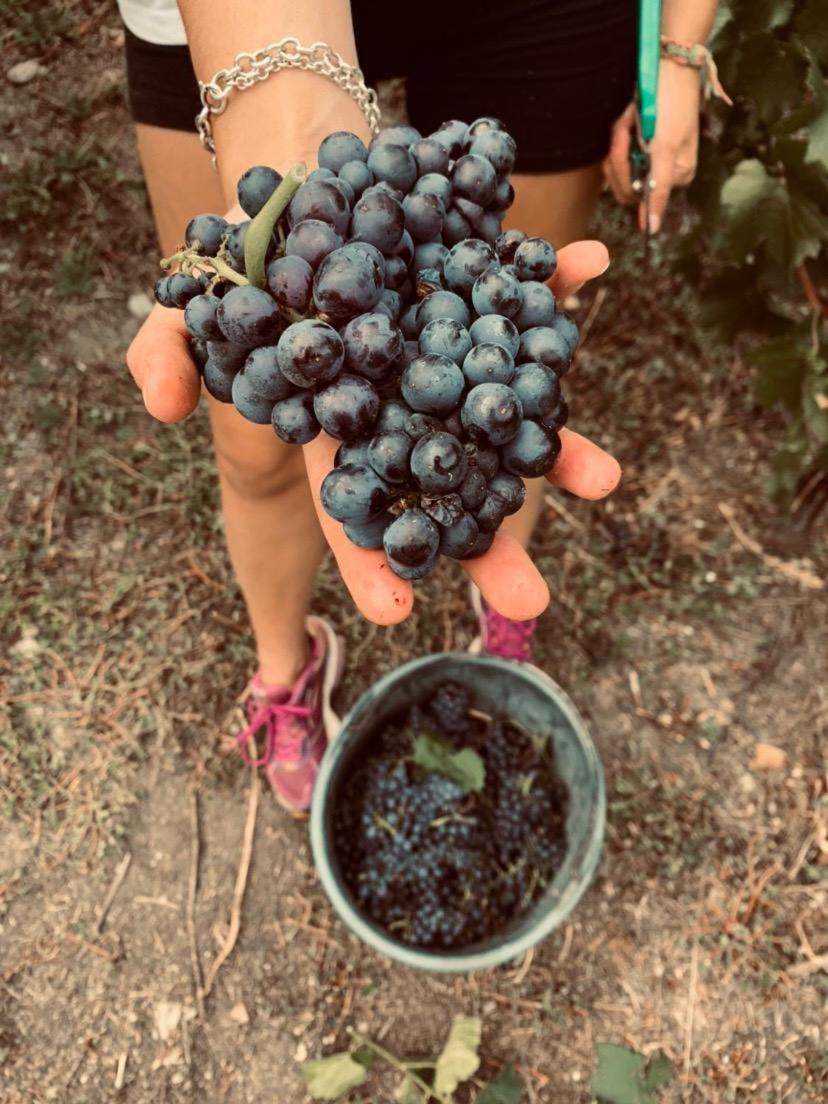 Agriturismo Au Jardin Fleuri Antey-Saint-André Εξωτερικό φωτογραφία